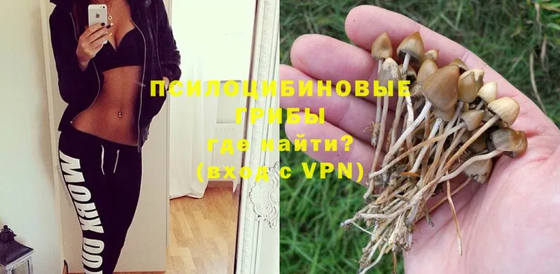 Псилоцибиновые грибы Psilocybe  Партизанск 